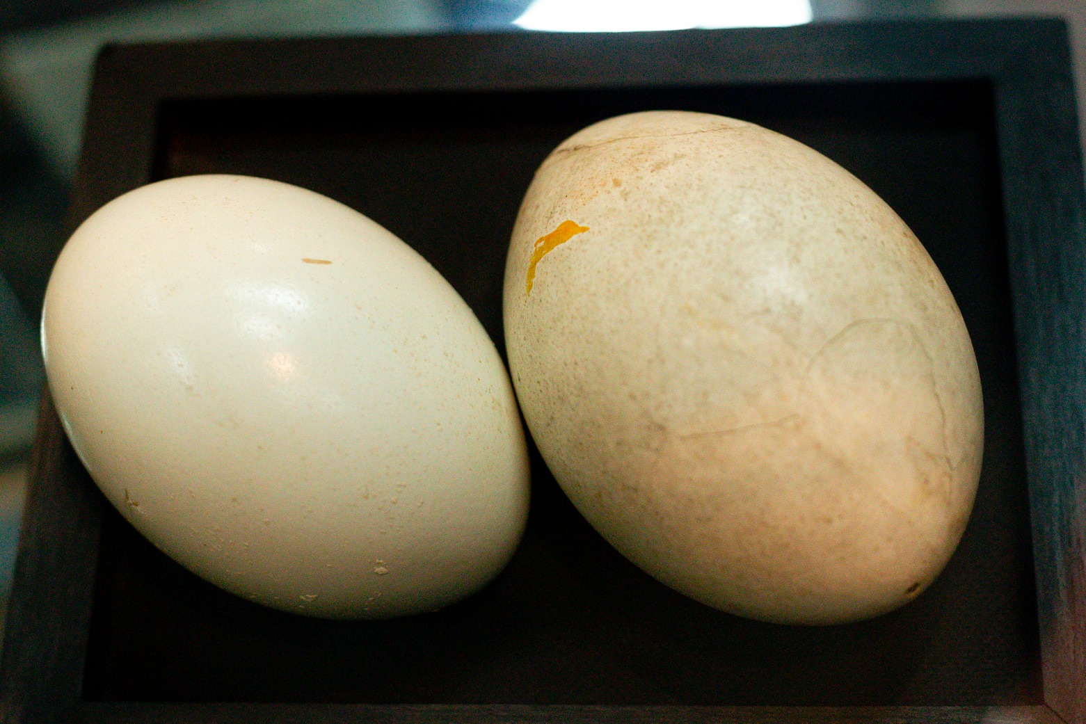 Colecciones Científicas